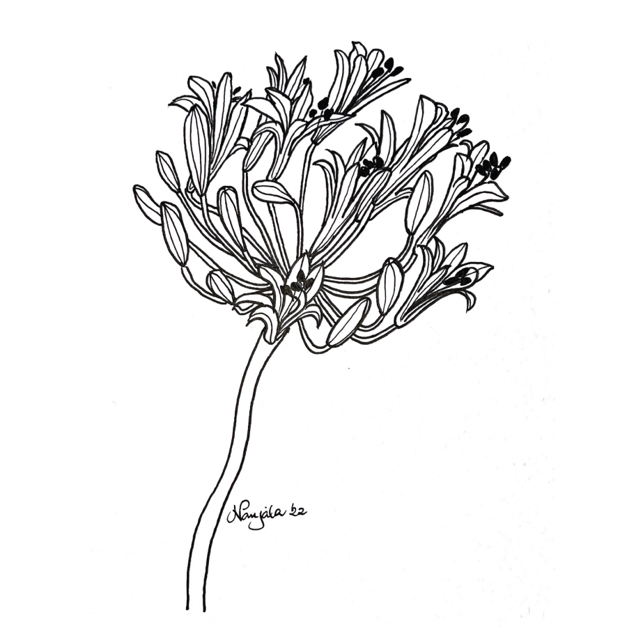 Agapanthus africana sketch in pen and ink by Nanjala Design 2022