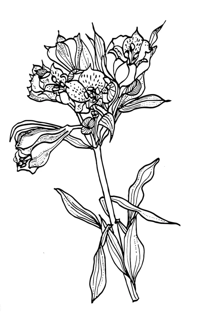 Alstroemeria Flourishing Flowers sketch in pen and ink by Nanjala Design