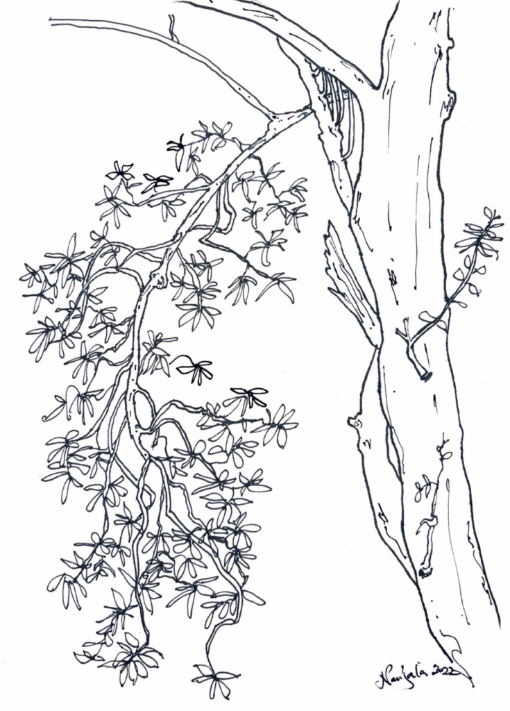 Tree trunk and branches with tiny leaves sketch-mind meander-by Teresa Lubano 2022